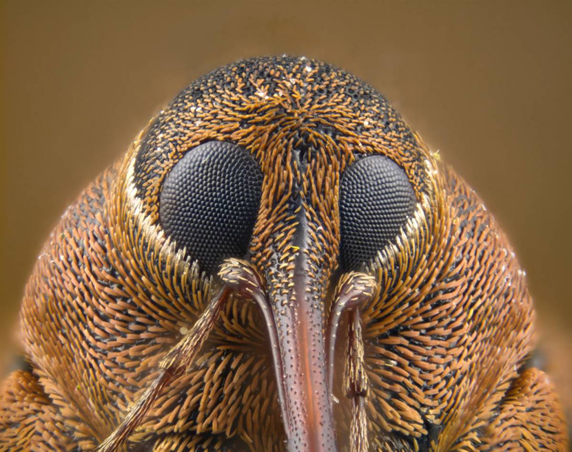 Curculionidae 3.jpg