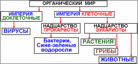 Вариант систематизации