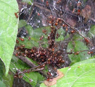 Socialspider.jpg