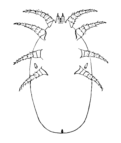 Pneumonyssus simicola.png