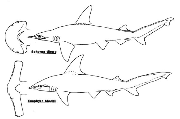 Sphyrnidae.jpg