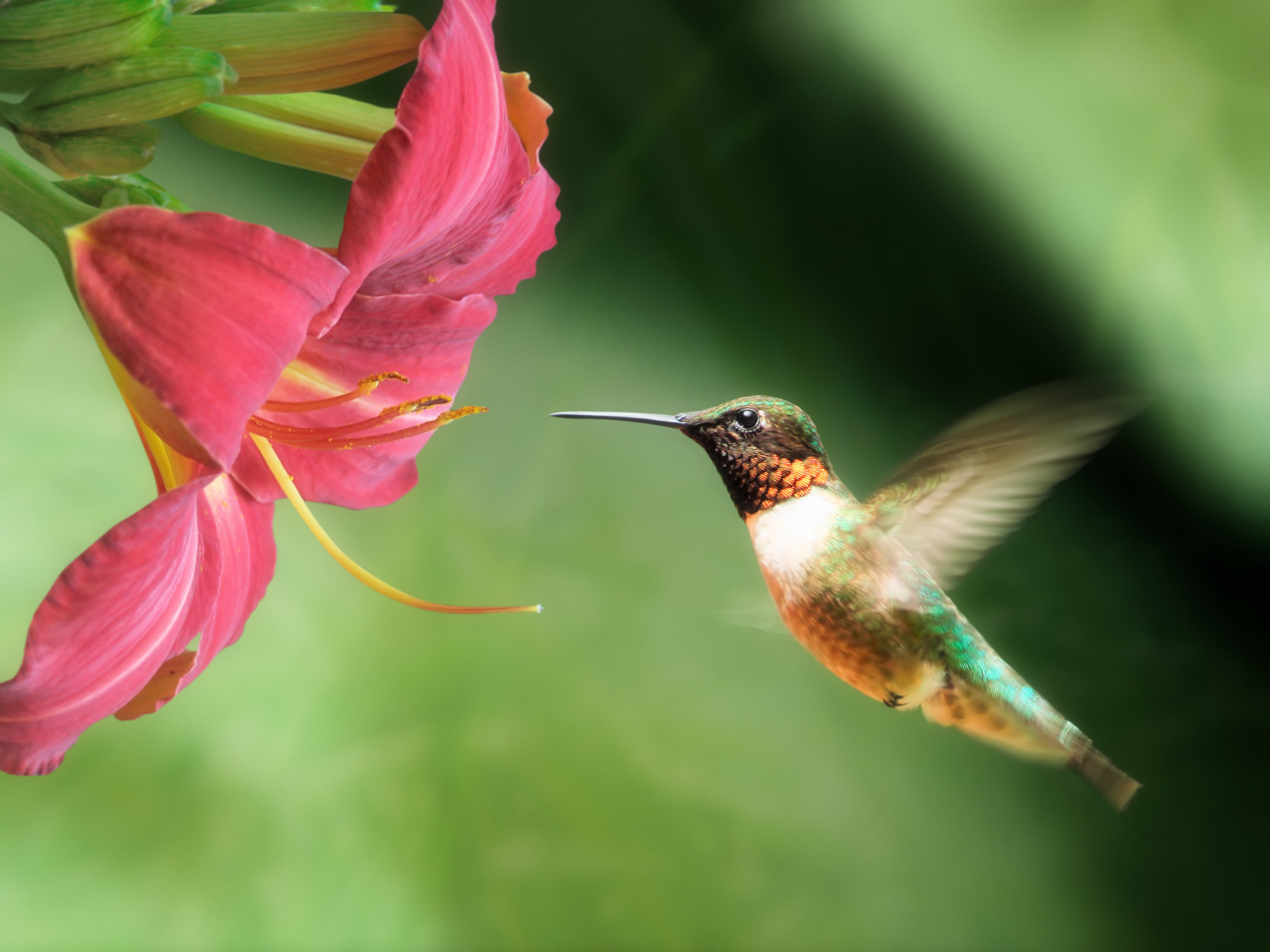 Trochilidae 5.jpg