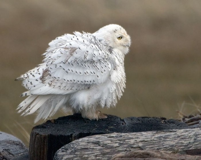 Bubo scandiacus 2.jpg