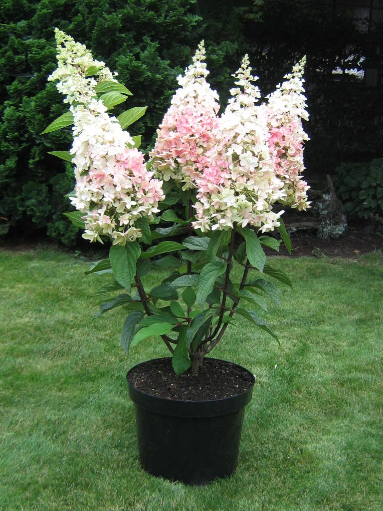 Hydrangea 7.jpg