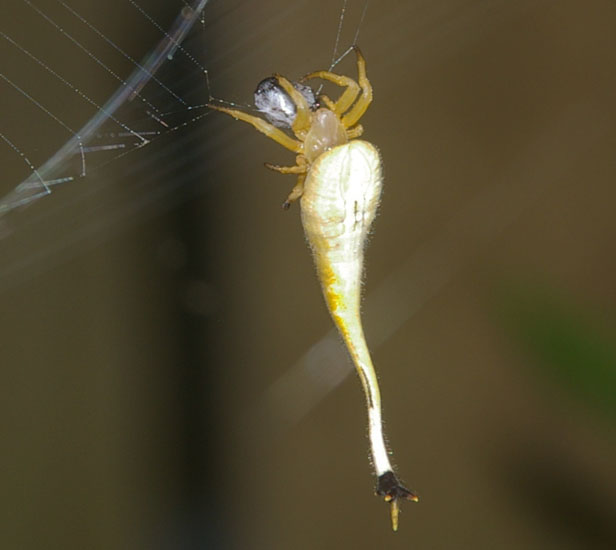 Scorpion tailed spider australia 1.jpg