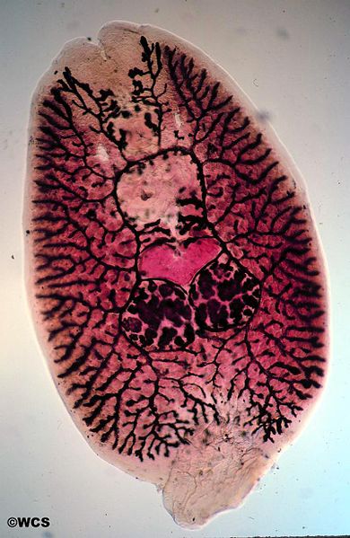 Dermophtirius.jpg