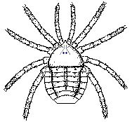 Palaeotarbus jerami.jpg