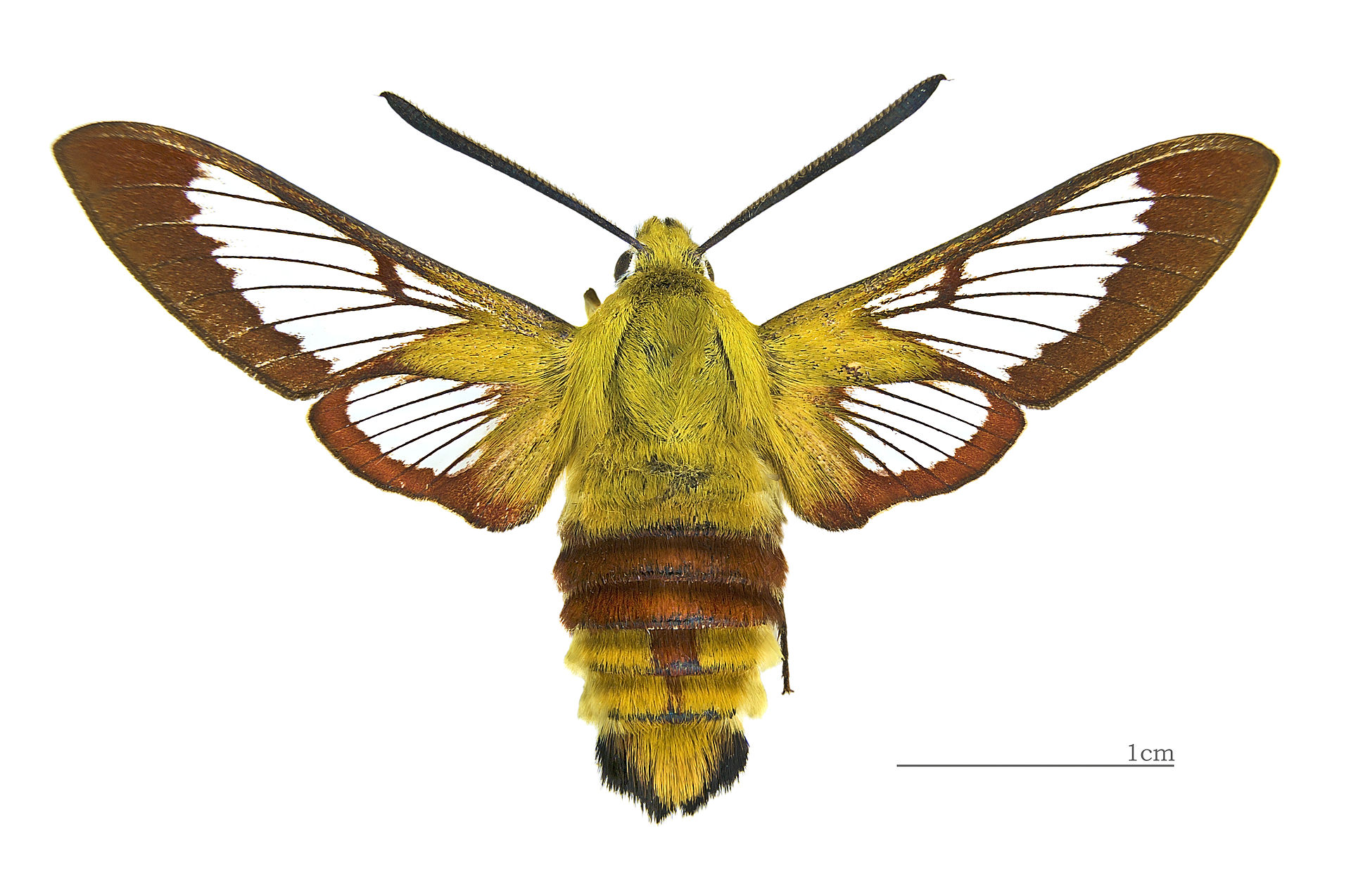 Hemaris fuciformis MHNT dos.jpg