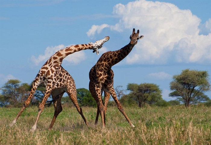 Giraffa 4.jpg