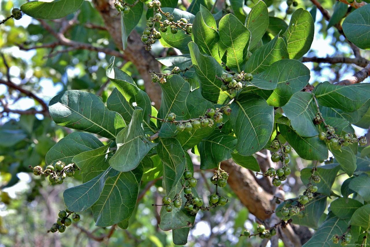 Byrsonima coccolobifolia leaves.jpg