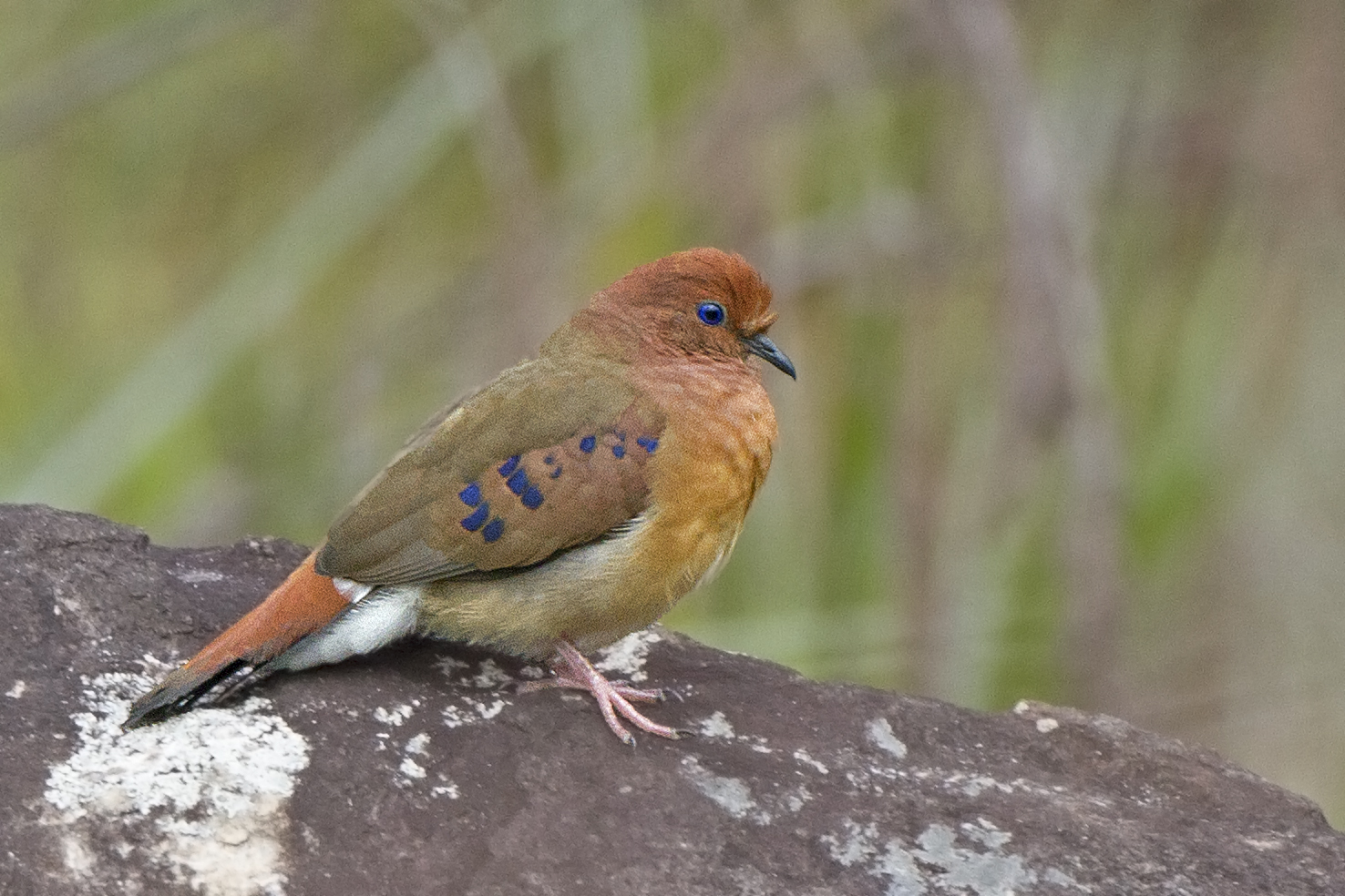 Columbina cyanopis.jpg
