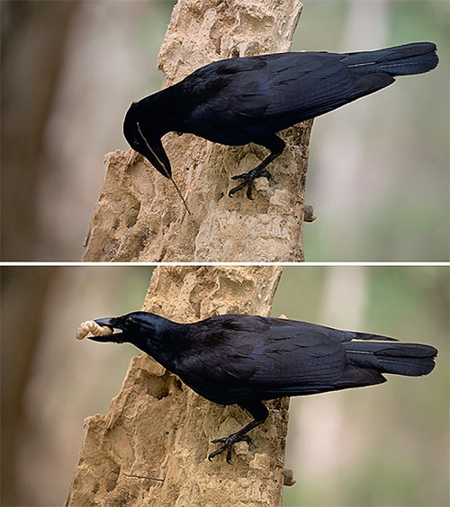 Corvus 3.jpg