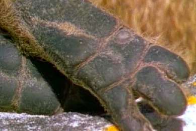 Hyracoidea 5.jpg