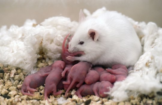 Rodentia 2.jpg