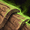 SC2 ZergGrndCara.gif