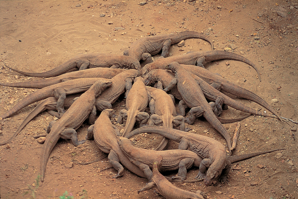 Varanus komodoensis 11.jpg