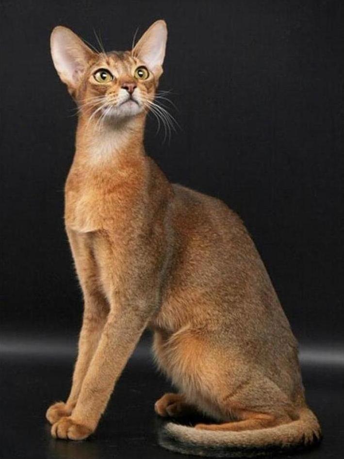 Abyssini.JPG