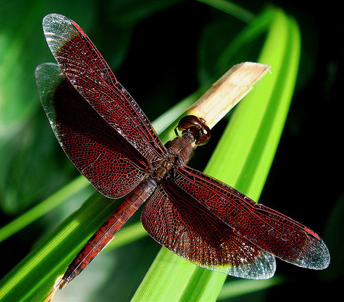 Odonata 7.jpg