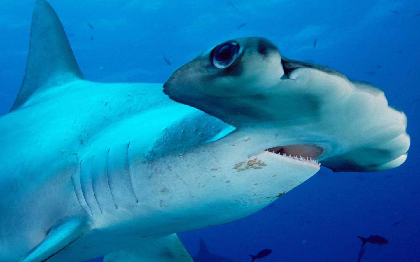 Sphyrnidae 3.jpg