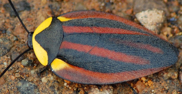 Blattodea 3.jpg