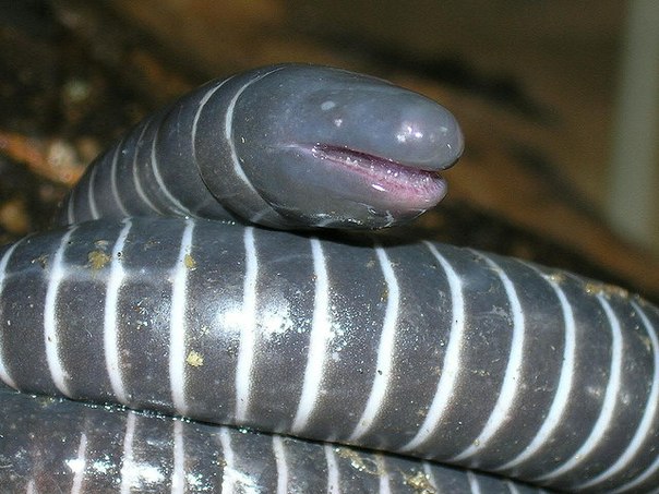 Gymnophiona 1.jpg