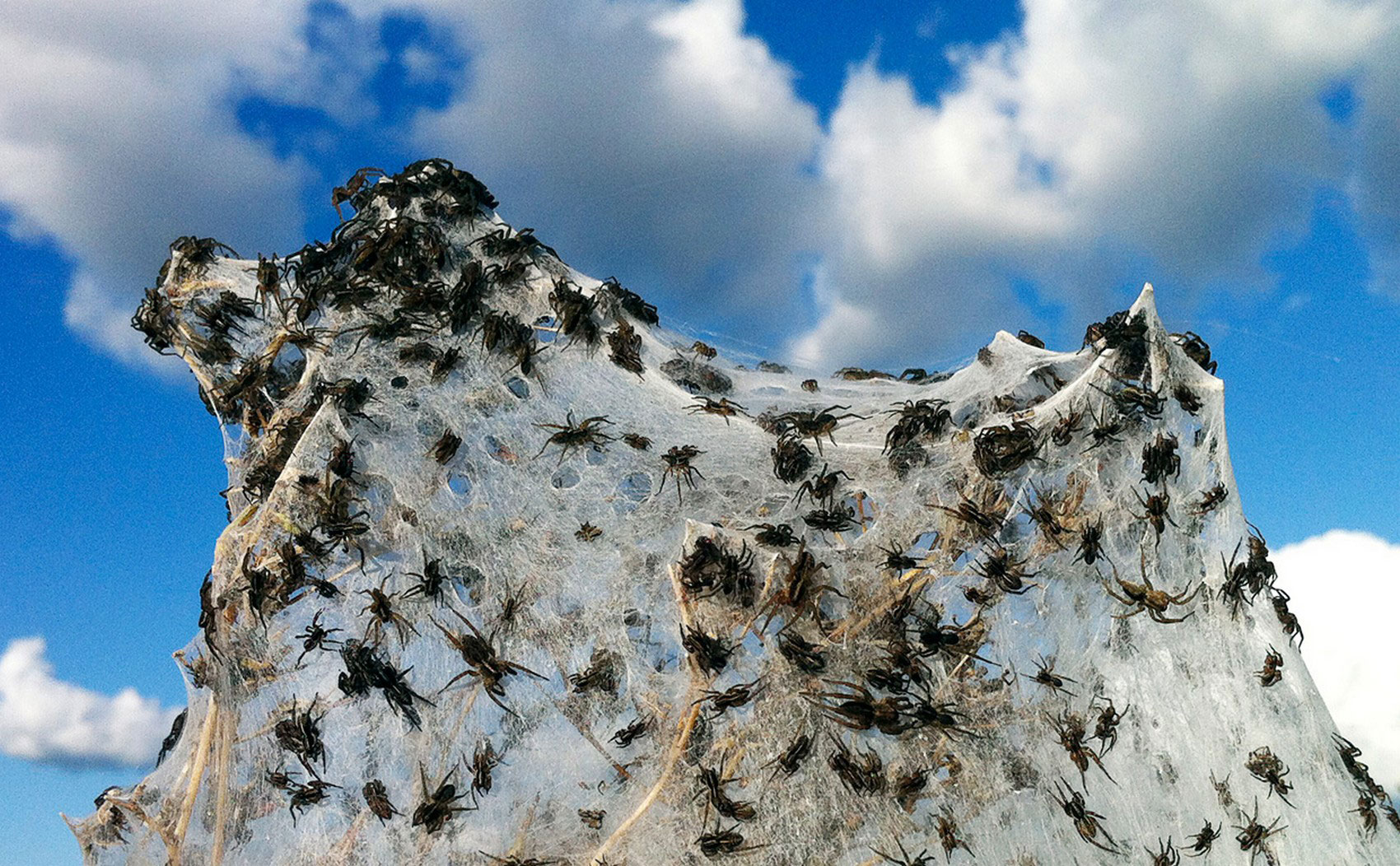 Araneae 17.jpg
