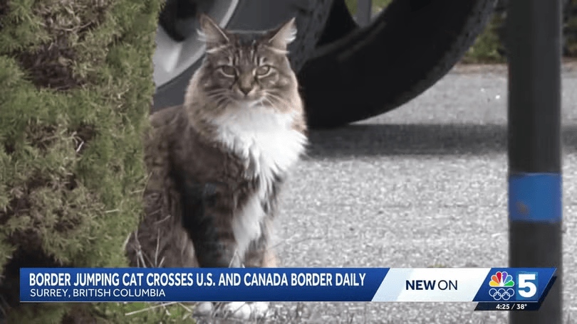 Файл:Louis Vuitton canadian border-jumping cat.jpg