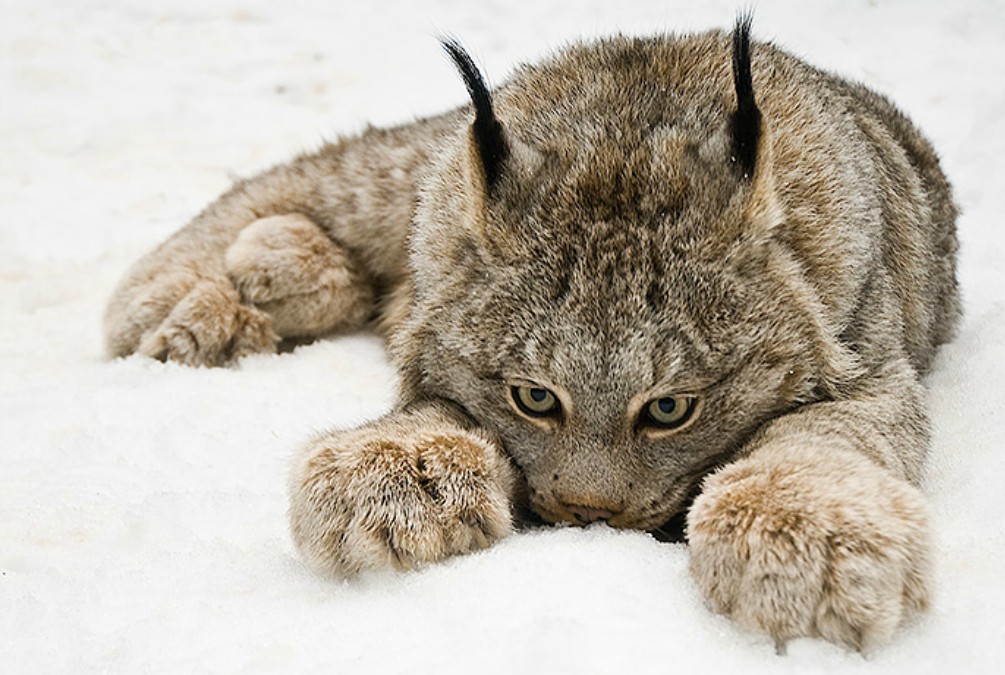 Lynx.jpg