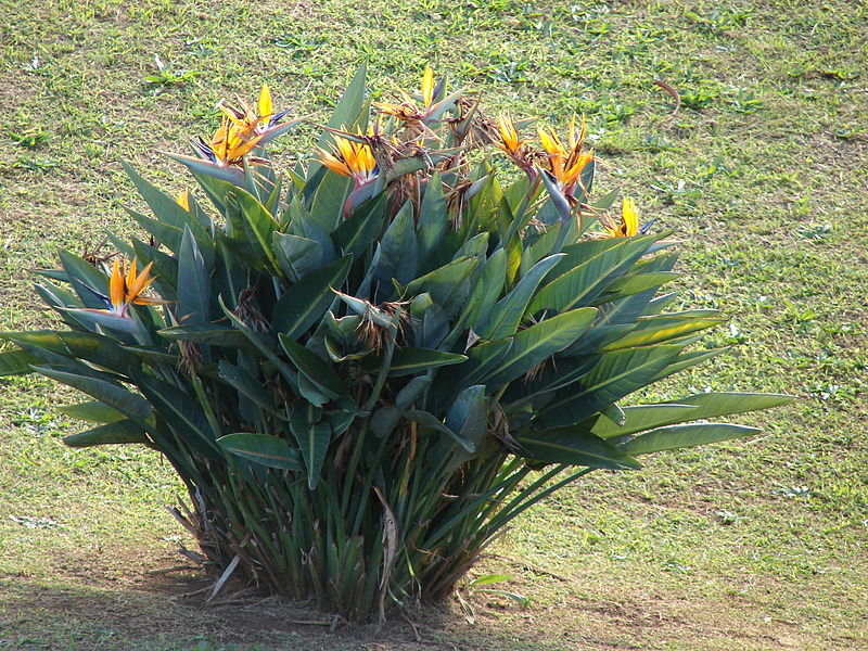Стрелитция королевская (Strelitzia reginae)