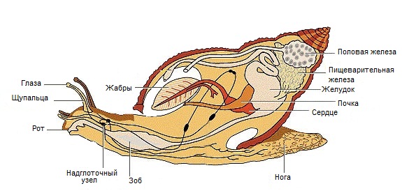 Gastropoda 4.jpg