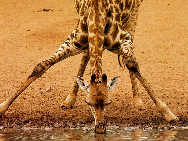 Giraffa 3.jpg