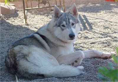 Файл:Wolamute.jpg