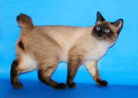 Megoni.jpg