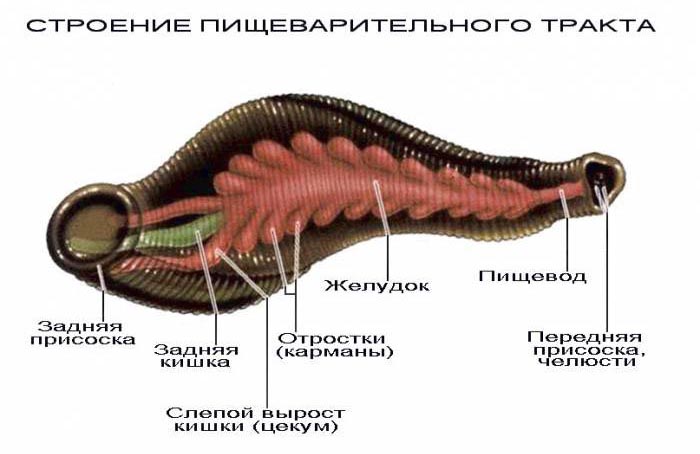 Hirudinea.jpg