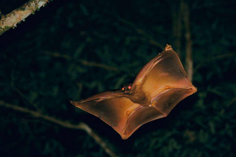 Dermoptera 6.jpg