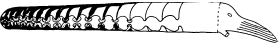 Actinocerida.png