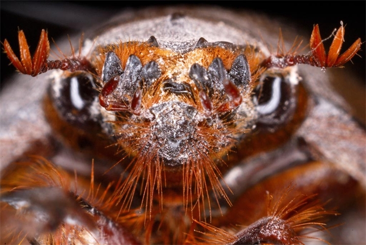 Oryctes nasicornis 5.jpg
