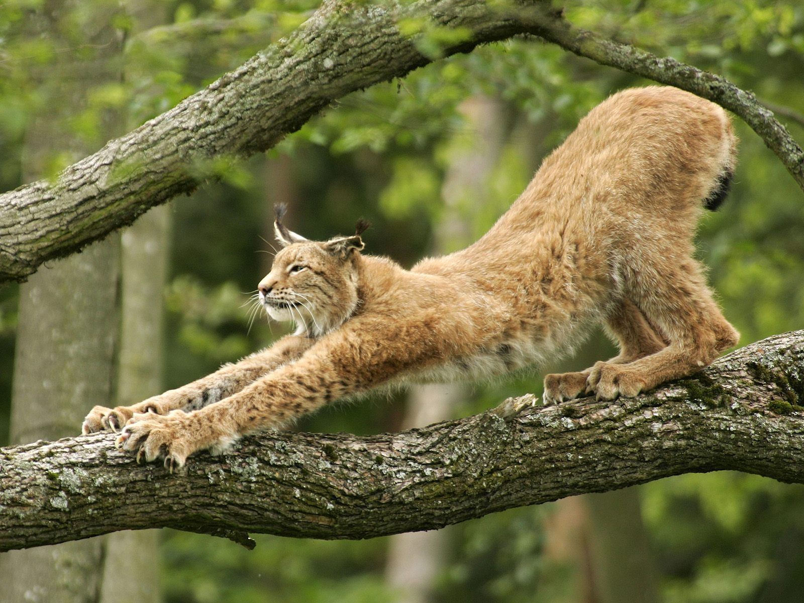 Lynx 2.jpg