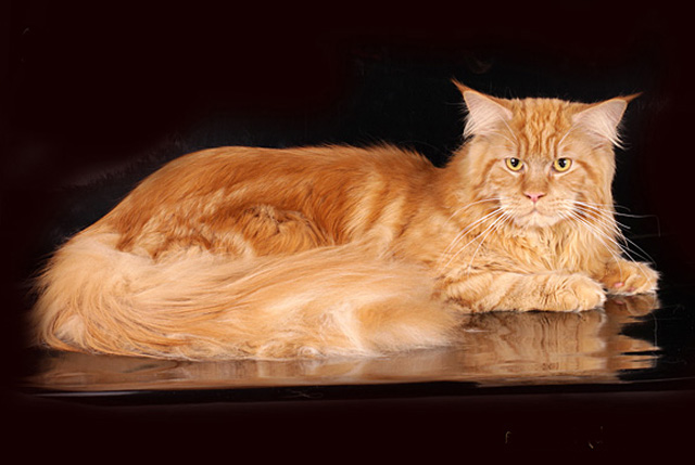 Maine-coon.jpg
