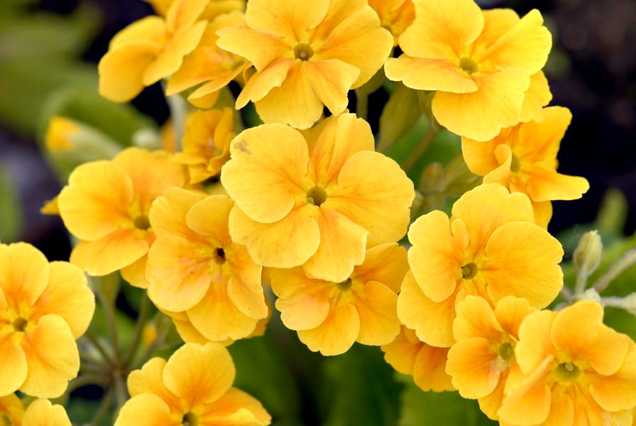 Primula 24.jpg
