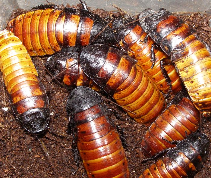 Blattodea 6.jpg