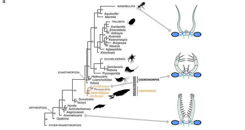 Evolutionary-implications-of-the-jianfengiid-anatomy-and-artistic-reconstructions-of.jpg