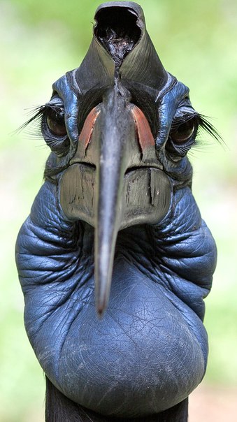 Bucorvus abyssinicus 2.jpg
