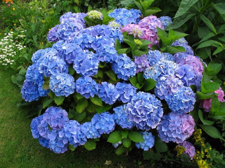 Hydrangea 8.jpg