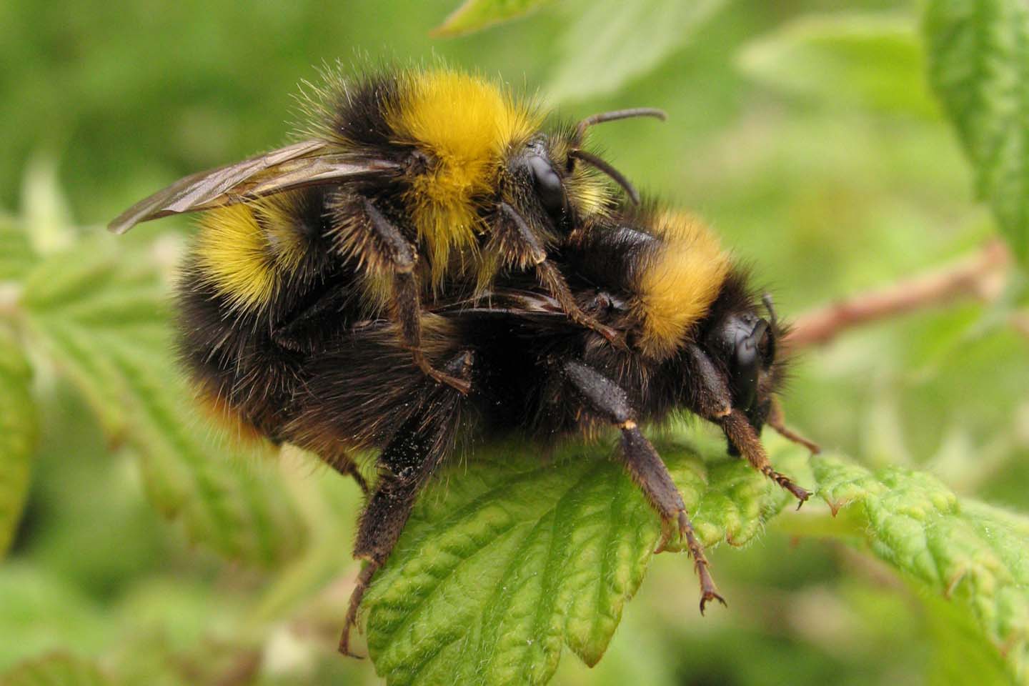 Bombus 15.jpg