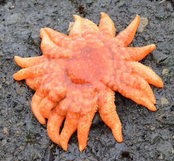 Asteroidea 7.jpg