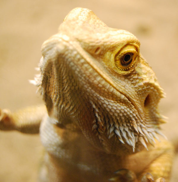 Squamata 2.jpg