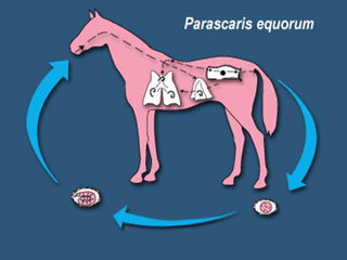 Parascaris equorum.jpg