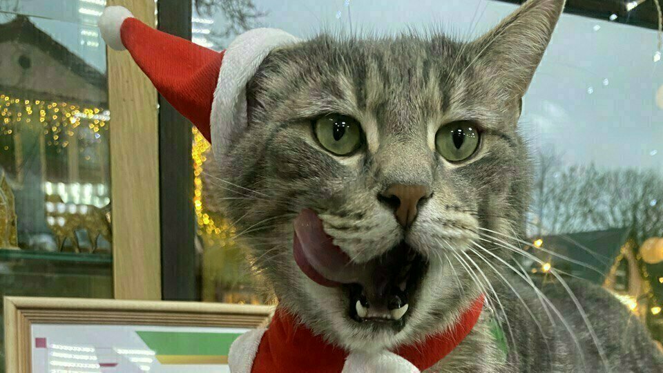 Файл:Кот Сергей.jpg