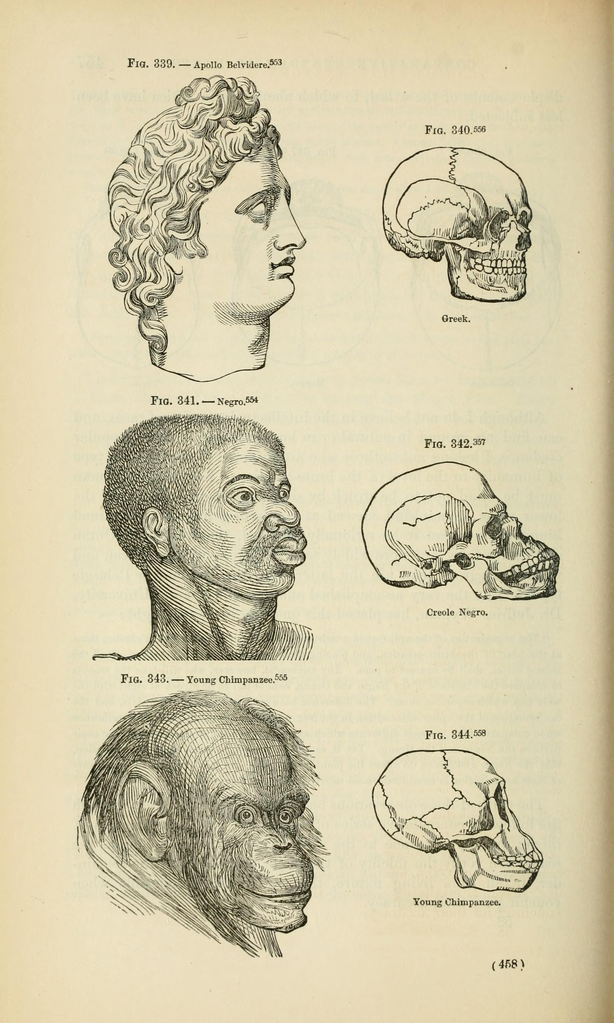 Races and skulls 2.png